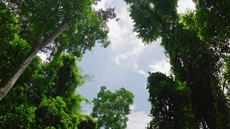 Vibrant-green-leaves-of-the-forest-canopy-against-a-bright-blue-sky