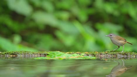 the-small-Horsfield's-babbler-bird-was-at-the-end-of-the-pool-with-its-own-reflection