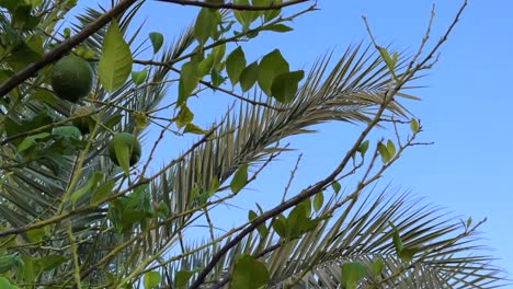 Die-Lebendige-Schönheit-Der-Grünen-Zitronenfrucht,-Die-An-Einem-Baum-Mit-Palmblättern-Im-Hintergrund-Hängt,-Fängt-Die-üppige-Szenerie-Die-Essenz-Der-Tropischen-Landwirtschaft-Ein,-Perfekt-Für-Einen-Garten-Für-Naturliebhaber-In-Der-Iranischen-Naturlandschaft