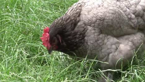 Primer-Plano-De-Una-Gallina-Híbrida-Bluebelle-De-Corral