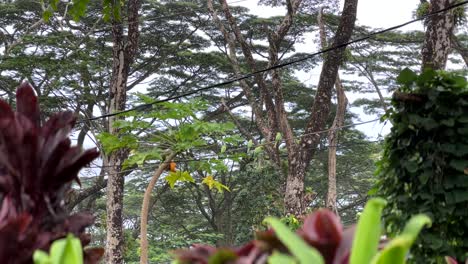 Invasive-Rose-Ringed-Parakeets-Threaten-Hawaiian-Agriculture