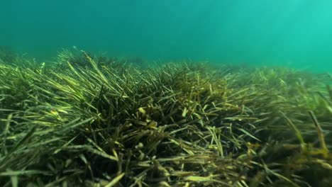 plain-of-poseidonia-algae-in-mallorca