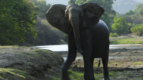 Elefante-Africano-Hembra-Agitada-Haciendo-Gestos-Amenazantes.