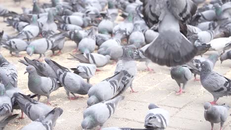 Many-pigeons-are-flying-and-coming-back-to-eat-food