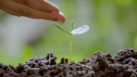 Niño-Regando-Una-Planta-Verde-Cuidando-El-Medio-Ambiente