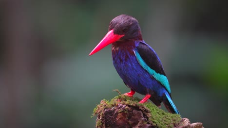 Javan-kingfisher-birds-stand-observing-the-situation-from-the-top-of-a-grassy-tree