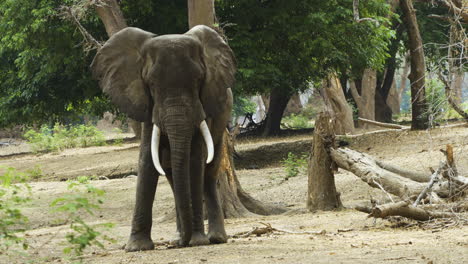 African-elephant-bull-stands-in-a-forest-of-old-acacia-trees-facing-camera