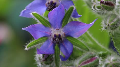 Cerca-De-Una-Flor-De-Borraja,-Borago-Officinalis