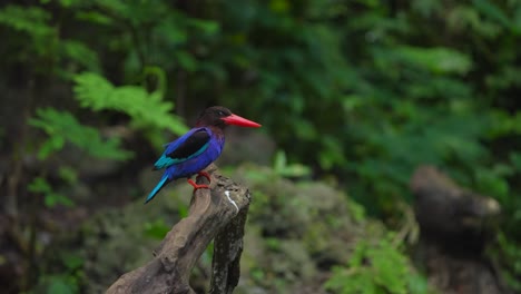 Un-Pájaro-Martín-Pescador-De-Java-Se-Posa-En-Una-Rama-Seca-Mientras-Come-Orugas