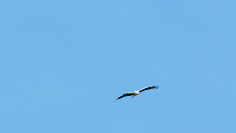 A-lone-stork-flying-high-in-the-blue-sky,-wings-spread-wide,-captured-mid-flight