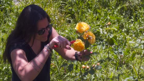 Caucasian-35-years-old-brunette-woman,-prunes-yellow-roses-using-garden-shears,-slow-motion-100fps-medium-static-shot