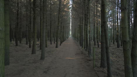 Camino-Forestal-Desierto-Con-Altos-Pinos-En-Canterbury,-Nueva-Zelanda,-Siguiendo-Hacia-Atrás