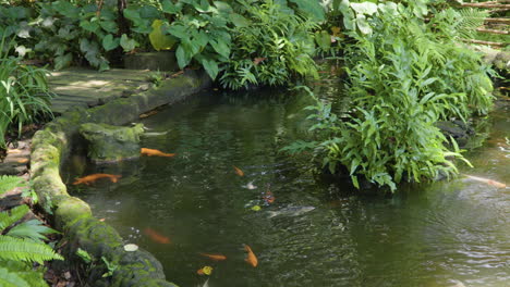 Peces-Koi-Nadando-En-Un-Exuberante-Y-Verde-Estanque-De-Jardín-Japonés-Tropical