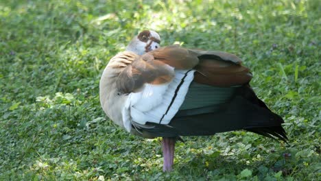 Egyptian-Goose-Preening-Itself-Standing-on-a-Meadow-in-the-Shade-of-a-Tree-on-a-Sunny-Day