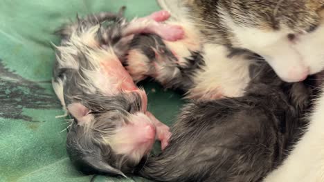 more-close-ups-of-kittens-who've-just-been-born