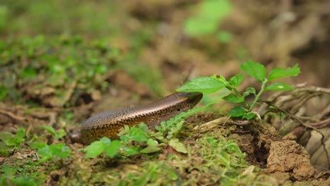 Garden-lizards-are-one-of-the-most-common-types-of-lizard-found-in-Indonesia