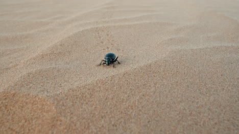 A-blue-beetle-crawls-across-golden-sand-under-a-clear-sky