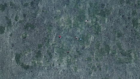 Top-Down-Panning-Drone-shot-of-unidentifiable-people-walking-over-low-tide-coral-reef-in-Bingin-Beach-in-Uluwatu-Bali-Indonesia