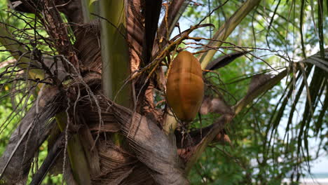 Close-up-pan-to-the-right-showing-a-yellow-coconut-hanging-on-a-palm-tree-in-Bali,-Indonesia,-capturing-the-vibrant-tropical-scenery