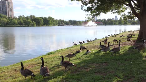 Gänse-Versammeln-Sich-Im-Stadtpark-Von-Denver