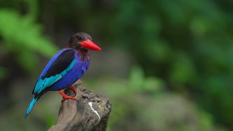 Javan-kingfisher-bird-is-perched-on-dry-wood-with-green-leaves-in-the-background