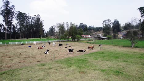 Luftaufnahme-Von-Kühen,-Die-Auf-Einem-Eingezäunten-Feld-Mit-Trockenem-Gras-Unter-Einem-Klaren-Himmel-Grasen-Und-Eine-Rustikale-Und-Ruhige-Ländliche-Szene-Darstellen