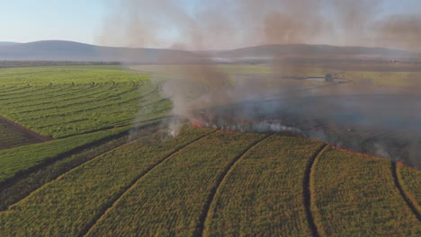 Through-the-ashes,-a-drone-reveals-controlled-burn-managing-sugarcane-farmlands-in-South-Africa