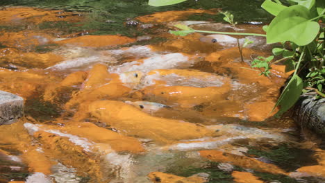 Escuela-De-Carpas-Hambrientas-De-Peces-Koi-Naranjas-Luchando-Por-El-Forraje-Dado-Por-Los-Turistas---Primer-Plano-En-Cámara-Lenta