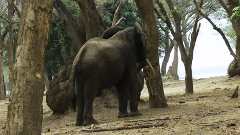 Mighty-elephant-bull-shaking-an-old-tree-with-his-lobe