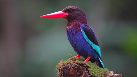 Pájaro-Martín-Pescador-De-Java-Parado-En-La-Cima-De-Un-árbol-Cubierto-De-Hierba