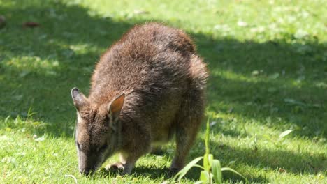 Hermoso-Y-Lindo-Canguro-Wallaby-De-Parma-En-Un-Prado-Comiendo-Hierba