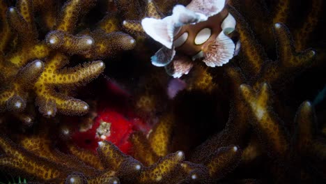 Juvenile-Harlequin-Sweetlips-in-coral-1-of-2-60fps-Anilao,-Philippines-1-of-2-60fps