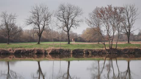 Frühlingsszene-Mit-Blattlosen-Bäumen-Am-Grünen-Ufer-Des-Flusses-Labe,-Deren-Spiegelbilder-Sich-Im-Ruhigen-Wasser-Spiegeln