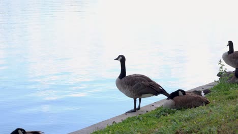 Gänse-Stehen-Neben-Wasser