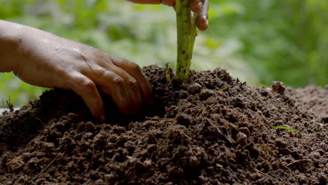 Cultivo-De-Cúrcuma-Cruda-Y-Un-Hombre-Cosechando-Cúrcuma-Del-Suelo