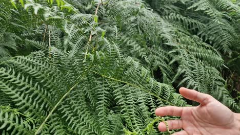 Close-up-of-a-hand-touching-the-leaves-of-some-ferns