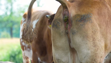 Vista-Cercana-De-Dos-Vacas-En-Un-Pasto,-Una-Con-Defecación-Visible,-Destacando-El-Comportamiento-Natural-De-Los-Animales-De-Granja-En-Un-Entorno-Rural.