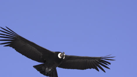 Close-up-shot-of-an-Andean-condor-gliding-in-the-deep-blue-Patagonia-sky,-Argentina