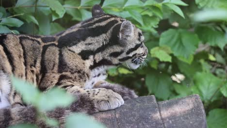 Close-up-view-of-a-beautiful-Formosan-clouded-leopard