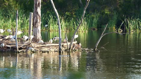 Large-flock-of-Australian-white-ibis-perched-on-the-island,-roosting-and-building-nest-in-the-middle-of-wildlife-lake-in-a-wetland-environment-during-breeding-season