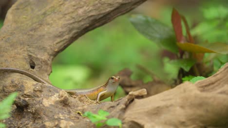 Garden-lizards-on-the-wood,-one-of-the-most-common-types-of-lizards-found-in-Indonesia