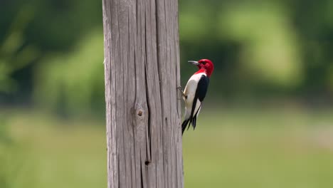 A-red-headed-woodpecker-perched-on-a-post-and-looking-for-birds-in-the-bright-summer-sunshine