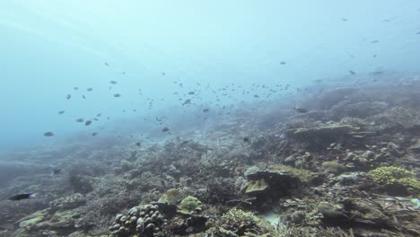 Eine-Weitwinkel-Unterwasseraufnahme-Eines-Geschäftigen-Korallenriffs-Im-Great-Barrier-Reef,-Australien,-Mit-Darüber-Schwimmenden-Fischschwärmen