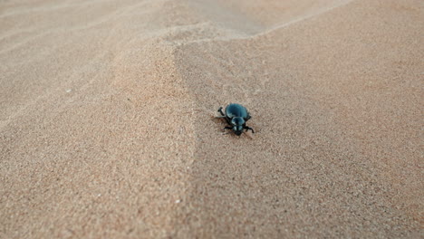 A-beetle-crawls-across-a-vast-sandy-desert