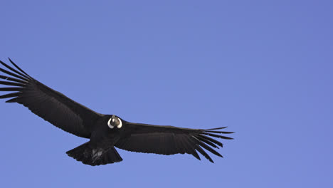 Extremely-close-view-footage-of-an-Andean-Condor-with-enormous-wingspan-against-a-blue-sky-in-the-Patagonian-Andes-mountains