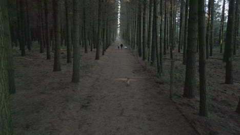 Paseadores-De-Perros-A-Través-De-Los-Pinos-En-Bottle-Lake-Forest-Canterbury,-Nueva-Zelanda