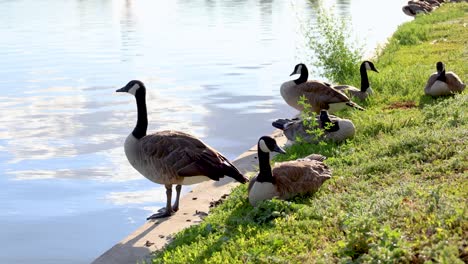 Gänse-Versammeln-Sich-Neben-Einem-Parksee