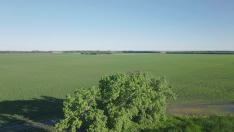 Aerial-drone-tilt-up-shot-over-a-green-farmland-in-North-Dakota,-USA-during-morning-time