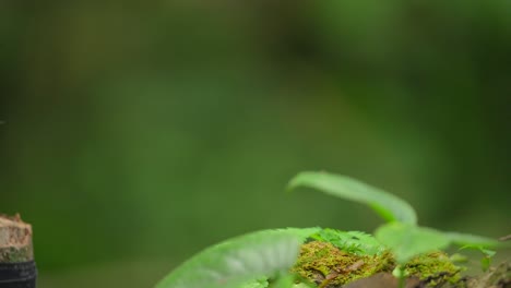 Horsfields-Babbler-Vogel-Versteckt-Sich-Hinter-Grünen-Blättern-Und-Verschwindet-Dann