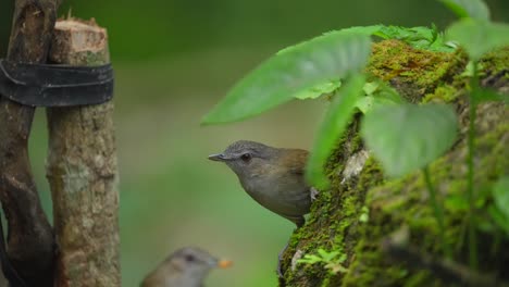 Ein-Küken-Des-Ahorsfield-Babblers-Wird-Von-Seinen-Eltern-Unter-Blättern-Mit-Raupen-Gefüttert